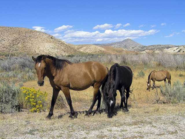 wild horses in Wyoming